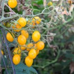 Cherry tomatoes from my community garden