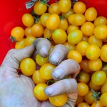 Cherry tomatoes from my community garden